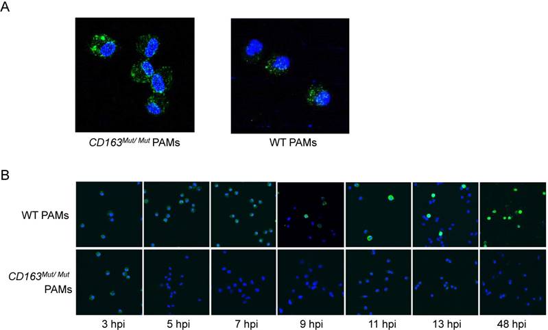 Int J Biol Sci Image