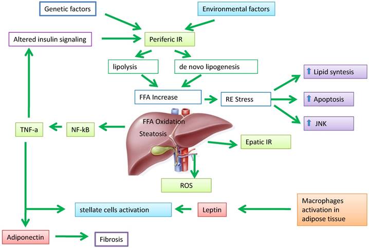 Int J Biol Sci Image