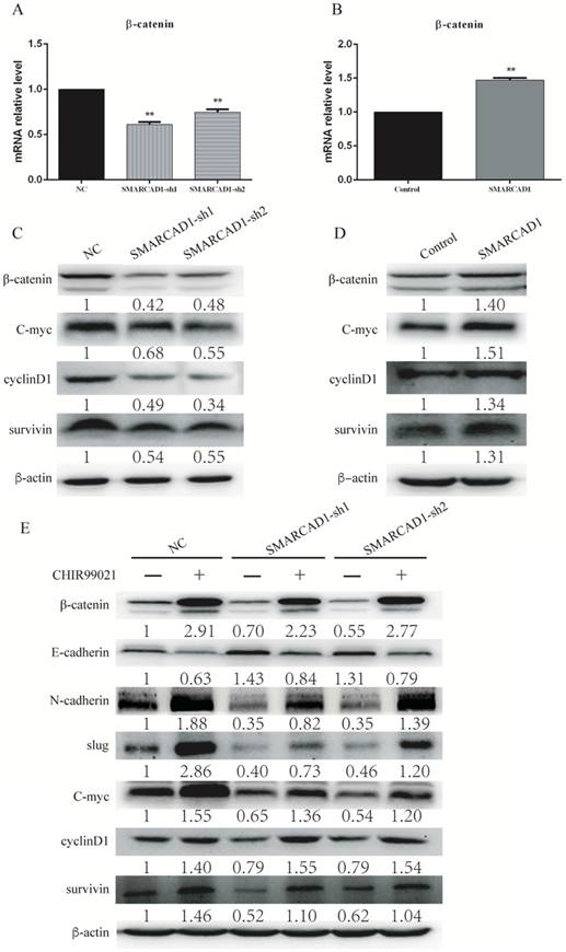 Int J Biol Sci Image