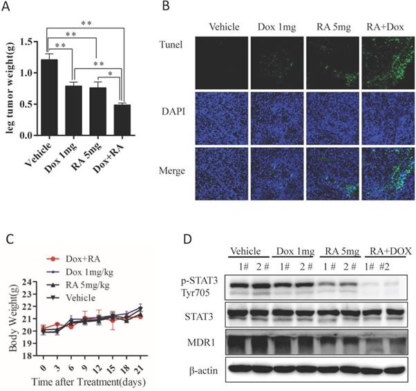 Int J Biol Sci Image