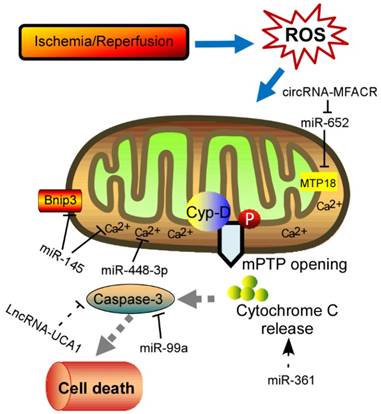 Int J Biol Sci Image