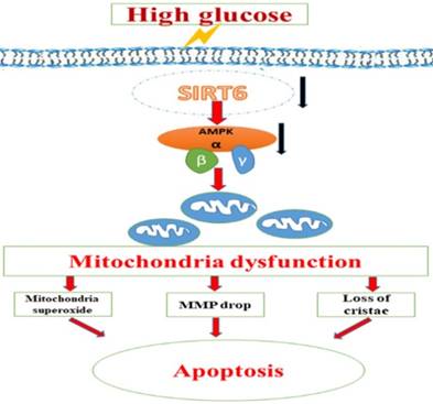 Int J Biol Sci Image