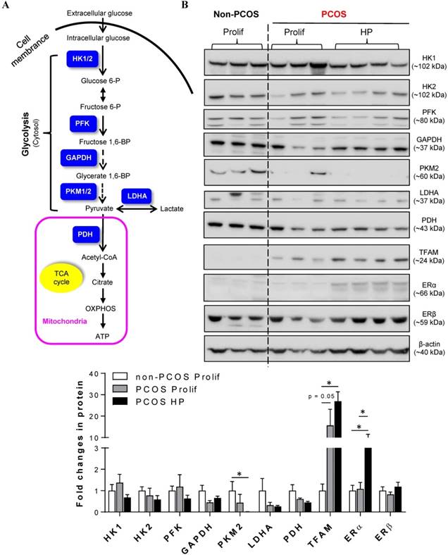 Int J Biol Sci Image