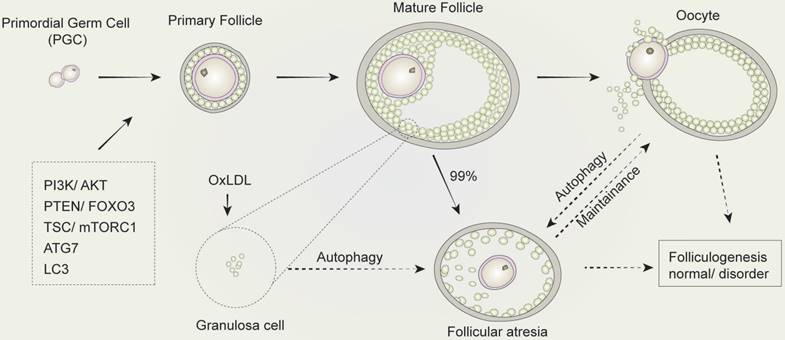 Int J Biol Sci Image