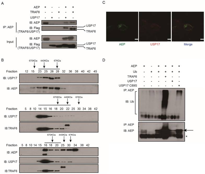 Int J Biol Sci Image