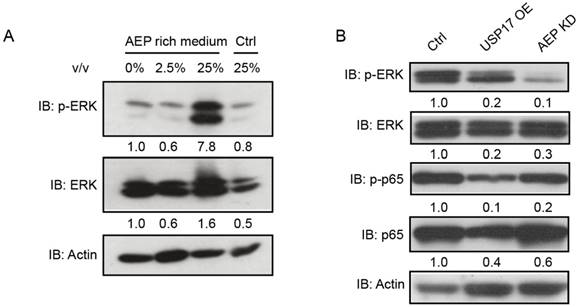 Int J Biol Sci Image