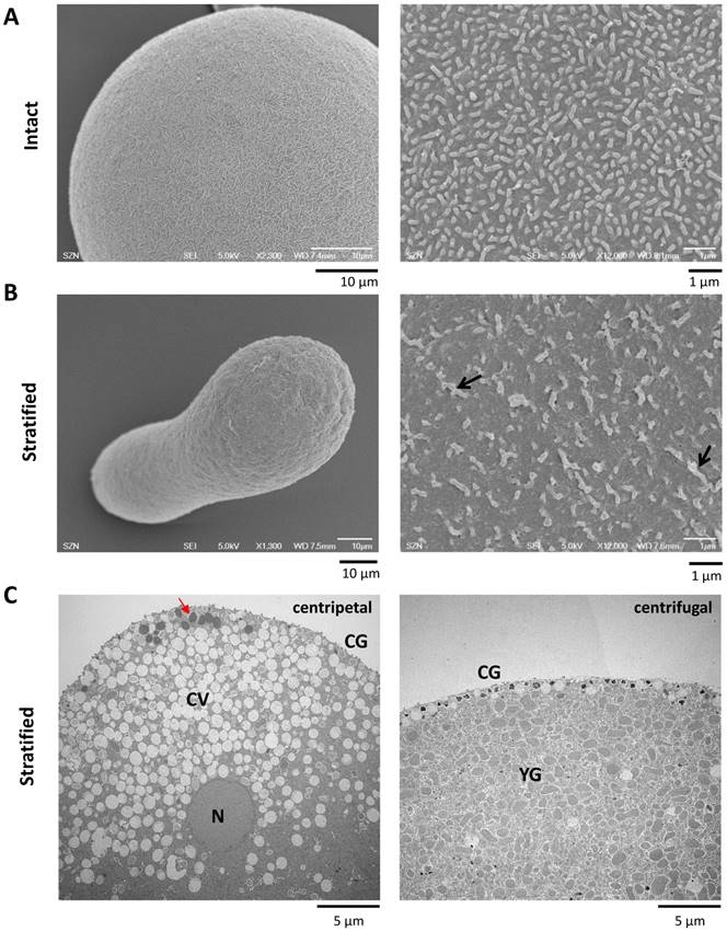 Int J Biol Sci Image