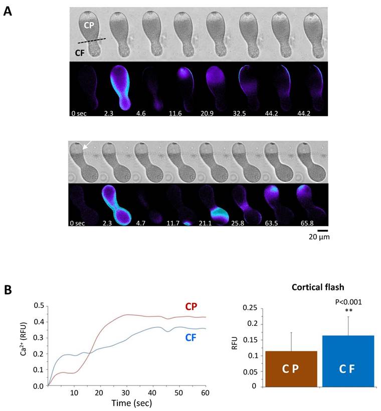 Int J Biol Sci Image