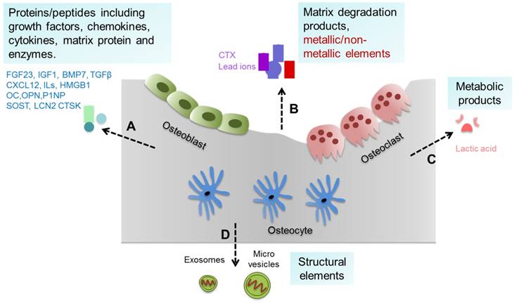 Int J Biol Sci Image