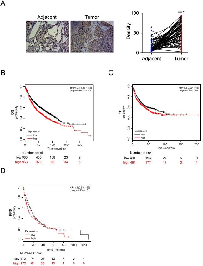 Int J Biol Sci Image