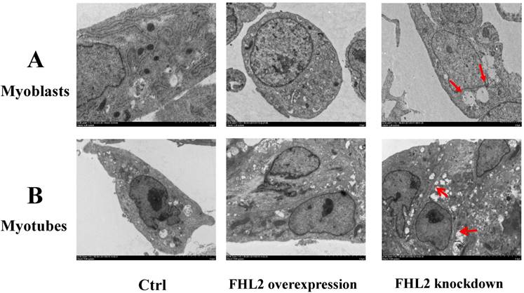 Int J Biol Sci Image