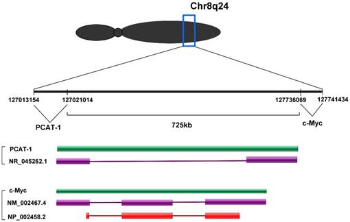 Int J Biol Sci Image