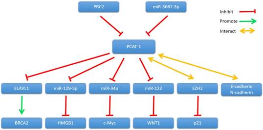 Int J Biol Sci Image