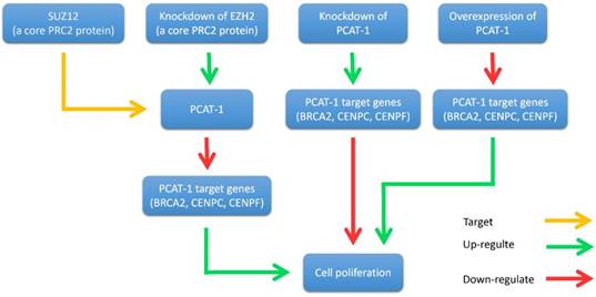 Int J Biol Sci Image