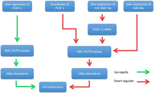 Int J Biol Sci Image