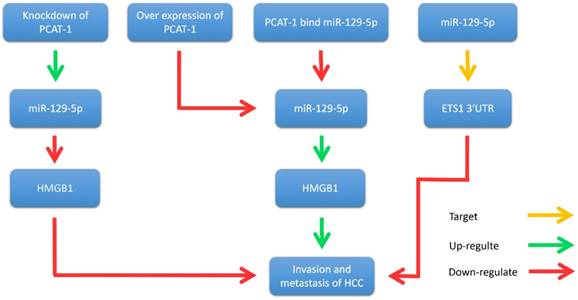 Int J Biol Sci Image