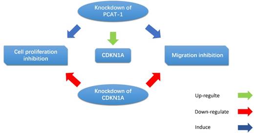 Int J Biol Sci Image