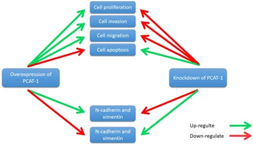 Int J Biol Sci Image