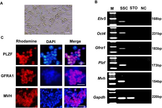 Int J Biol Sci Image