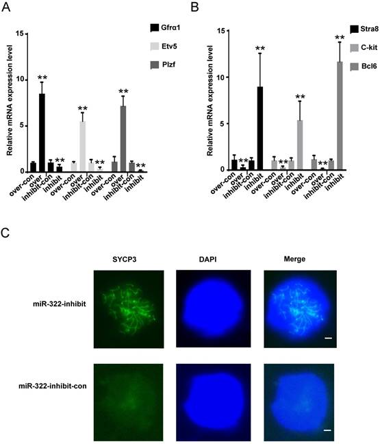 Int J Biol Sci Image