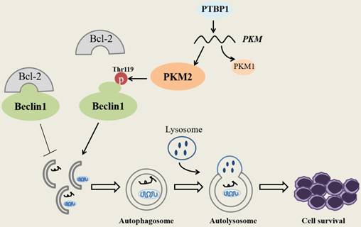 Int J Biol Sci Image