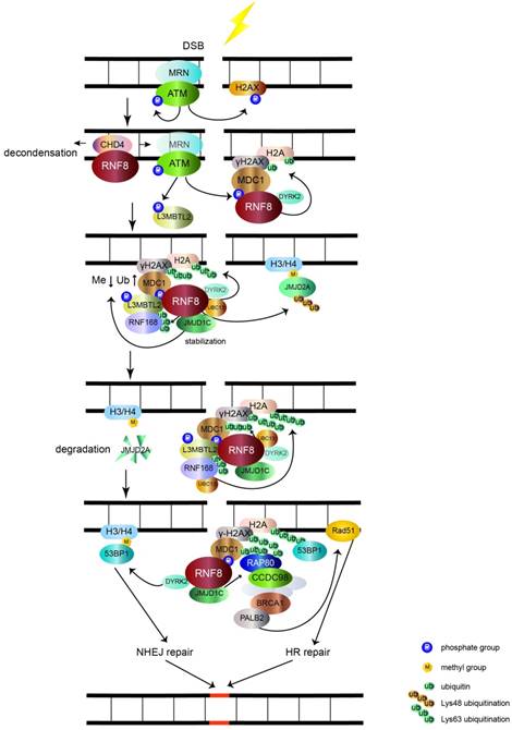 Int J Biol Sci Image