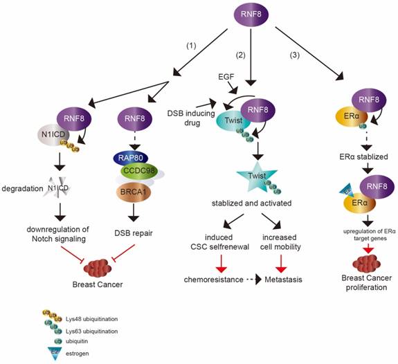 Int J Biol Sci Image