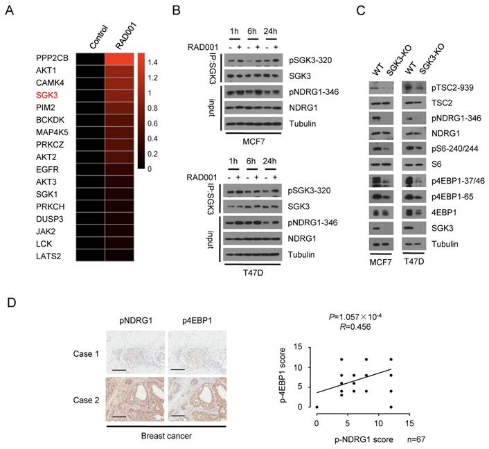 Int J Biol Sci Image