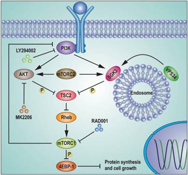 Int J Biol Sci Image