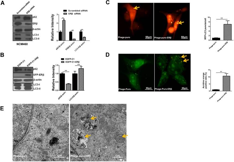 Int J Biol Sci Image