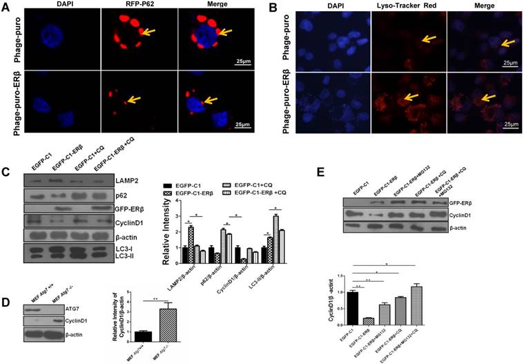 Int J Biol Sci Image