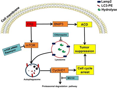 Int J Biol Sci Image