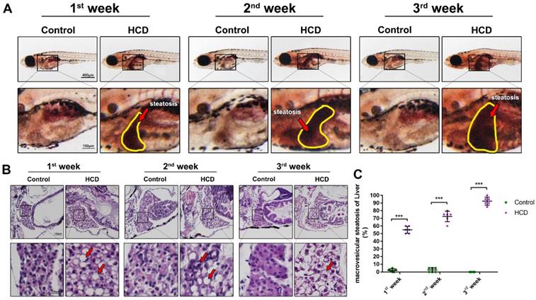 Int J Biol Sci Image