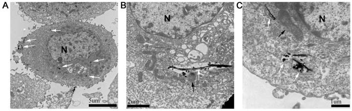 Int J Biol Sci Image