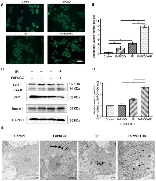 Int J Biol Sci Image