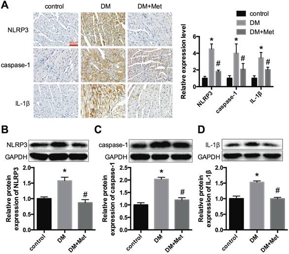 Int J Biol Sci Image