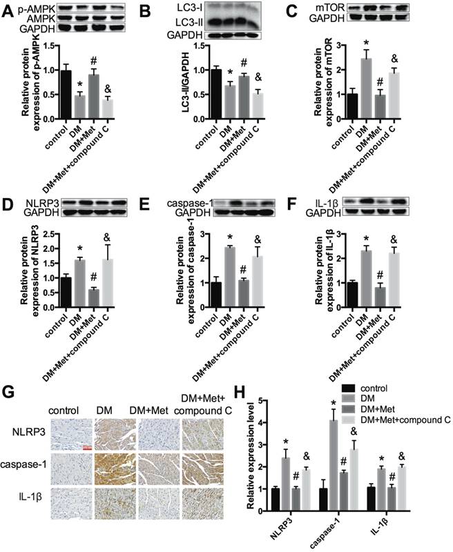 Int J Biol Sci Image