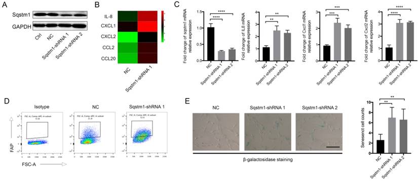 Int J Biol Sci Image