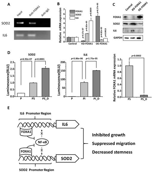 Int J Biol Sci Image