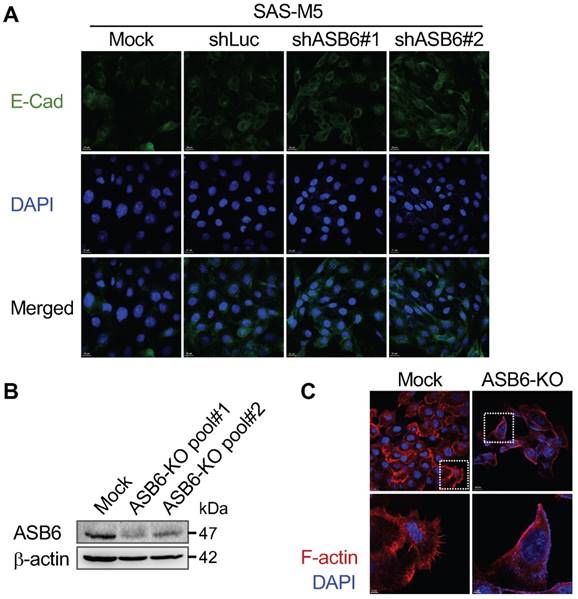 Int J Biol Sci Image