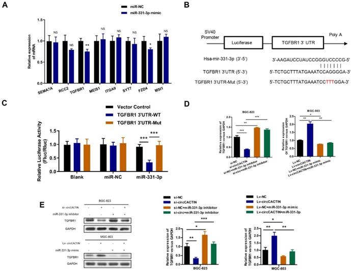 Int J Biol Sci Image