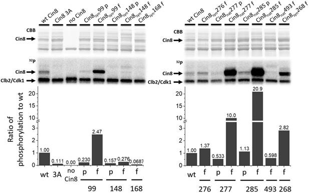 Int J Biol Sci Image