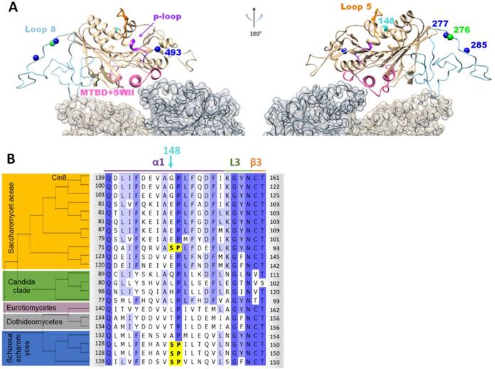 Int J Biol Sci Image