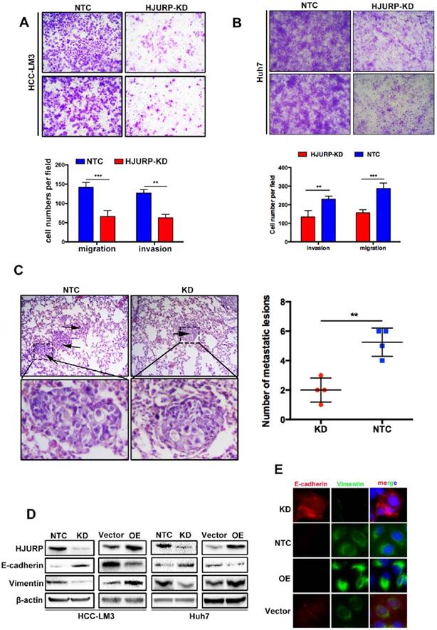 Int J Biol Sci Image