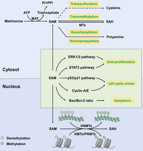 Int J Biol Sci Image