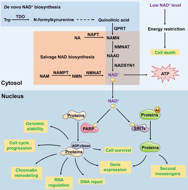 Int J Biol Sci Image