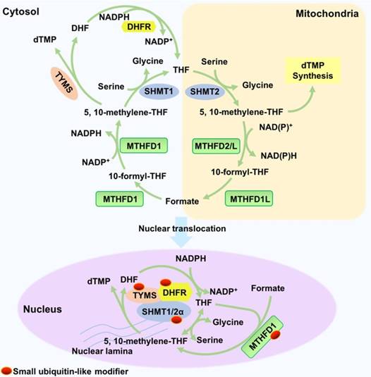 Int J Biol Sci Image