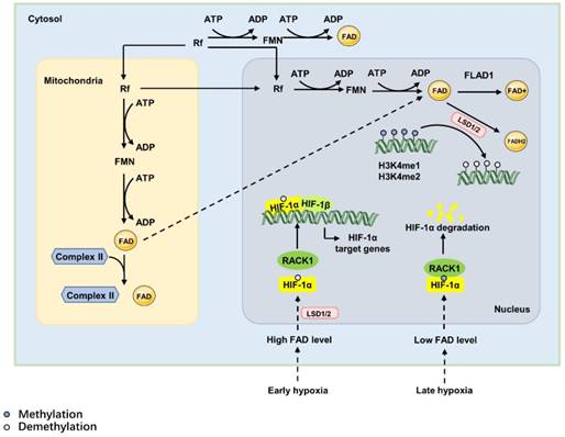 Int J Biol Sci Image