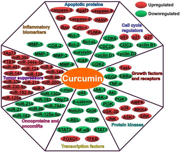 Int J Biol Sci Image