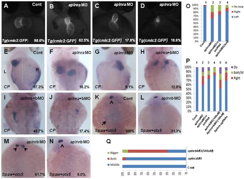 Int J Biol Sci Image